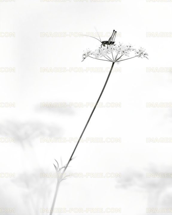 Insect on flower in black and white