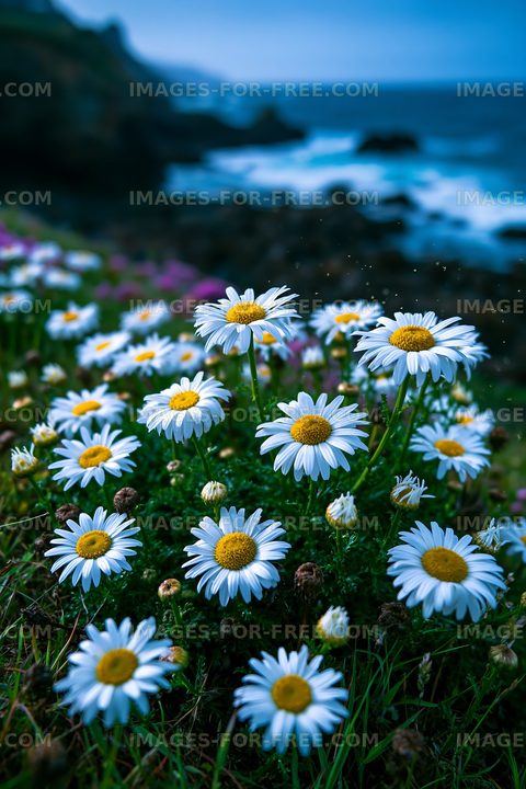 Daisies blooming near the coast during golden hour