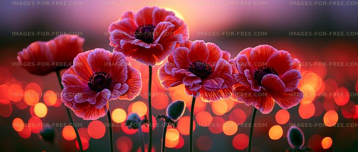 Poppies blooming in a vibrant field at sunset