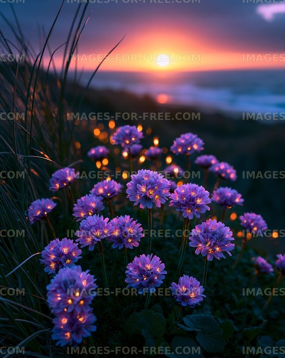 Violet flowers bloom at sunset by the coast
