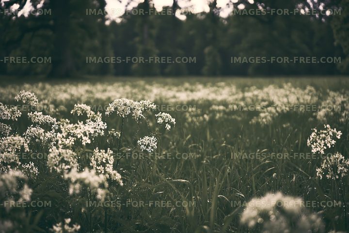 Field with white flowers and green grass in the background