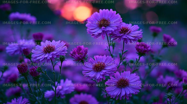 Purple flowers bloom in a field during sunset