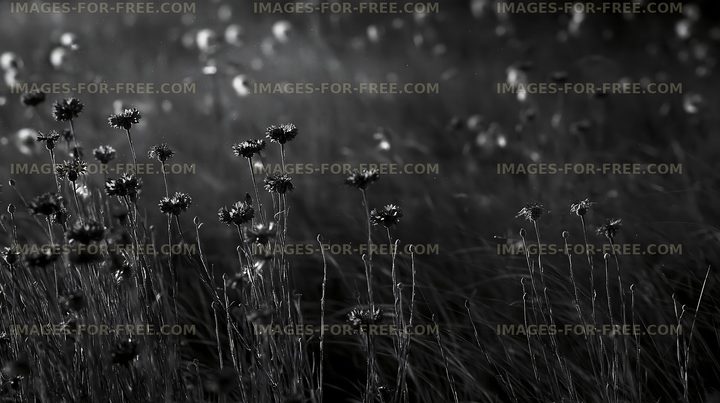 Flowers and grass in a field under soft light