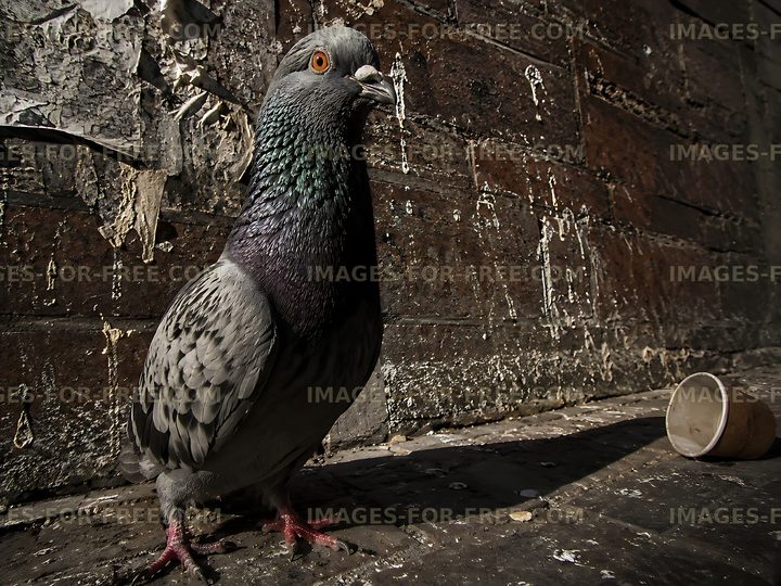Pigeon standing near a cup on a weathered wooden floor