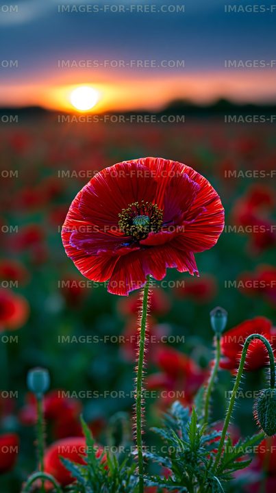 Bright red poppy flower at sunset in a field