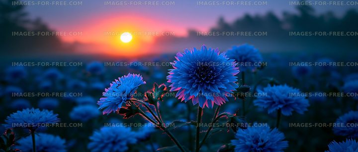 Blue flowers at sunset in a field