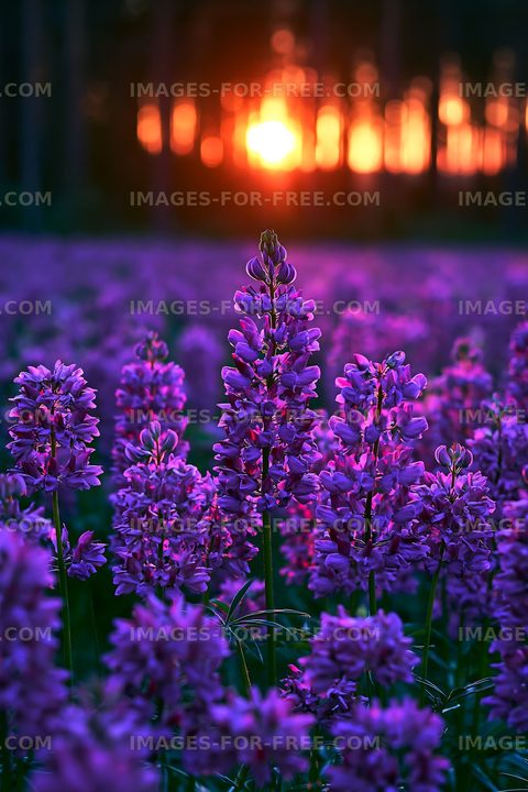 Purple flowers in a sunset field