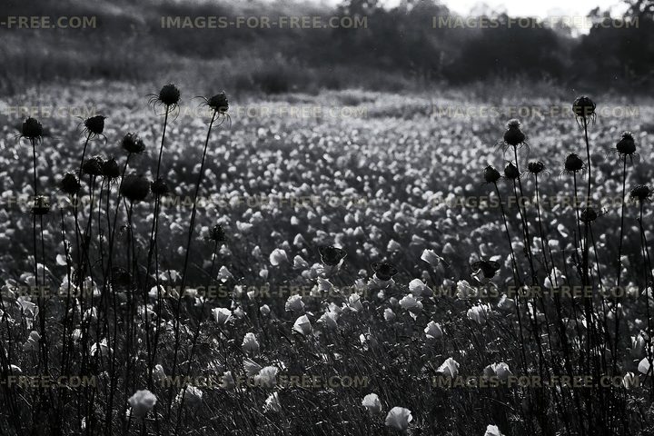 Black and white field of wildflowers with tall stems