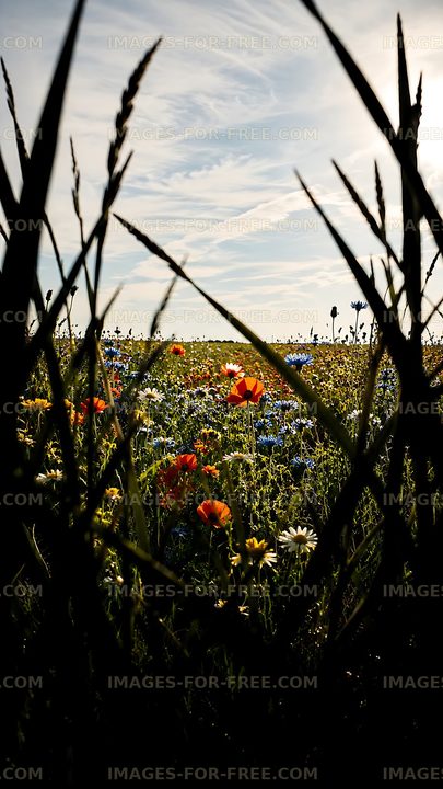 Colorful wildflowers in a field under a cloudy sky