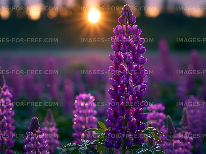 Purple flowers bloom at sunset in a field