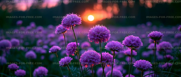 Purple flowers bloom at sunset in a field