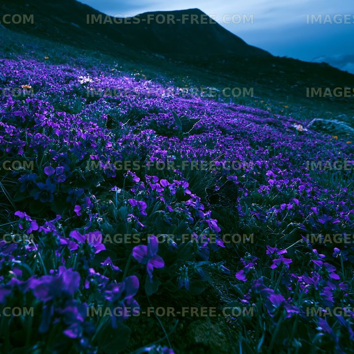 Purple flowers cover hillside at twilight