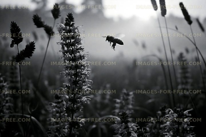 Bee hovering over flowers in a foggy meadow