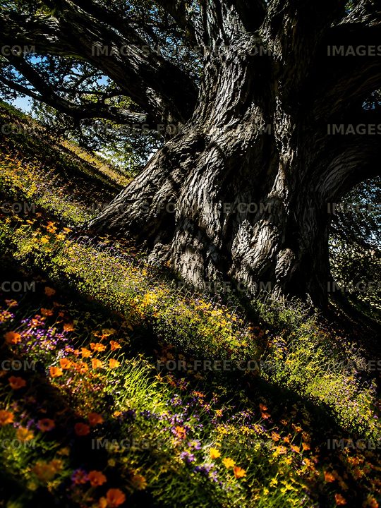 Large tree with flowers on the ground during a sunny day