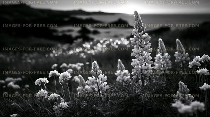 Flowers in a coastal field at sunset