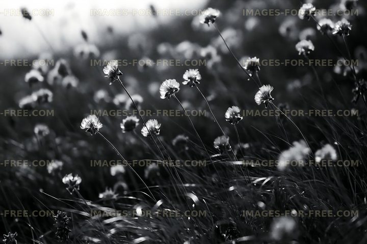 Black and white field of flowers with dew drops in morning light