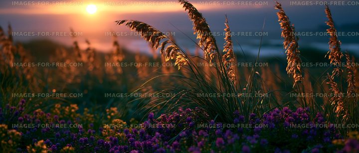Sunset over wildflowers and tall grass