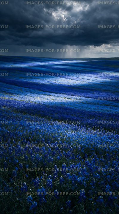 Vast blue flower field under cloudy sky with sunlight