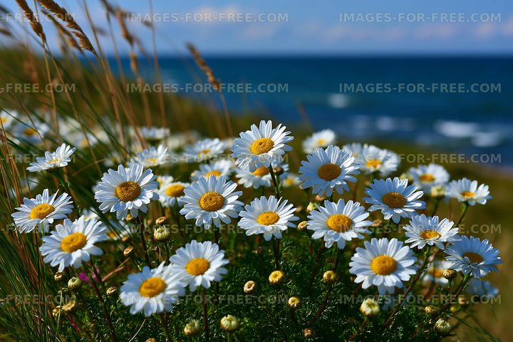 Wildflowers on a grassy shore by the ocean under a blue sky
