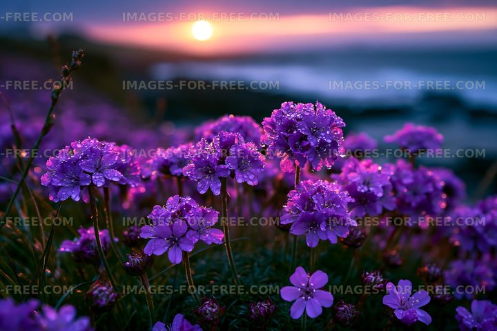 Flowers in bloom at sunset near the ocean