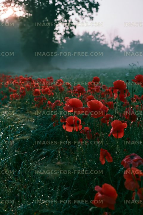 Field of red poppies in the morning fog