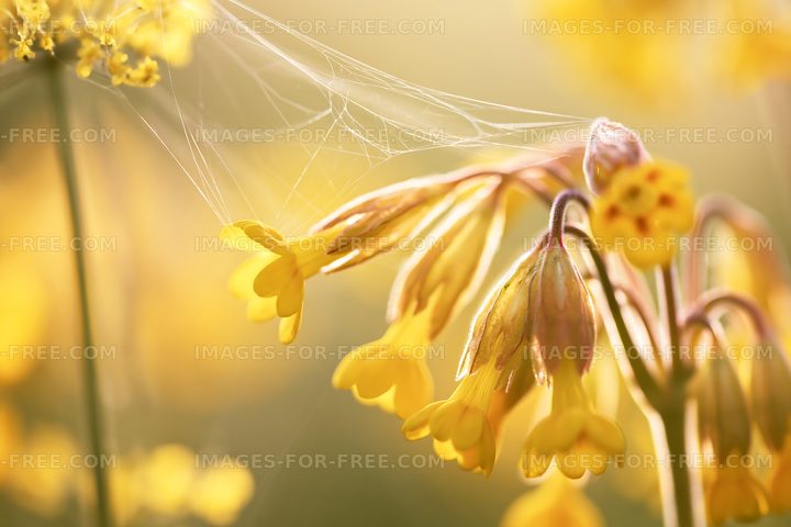 Yellow flowers with spider web in soft sunlight