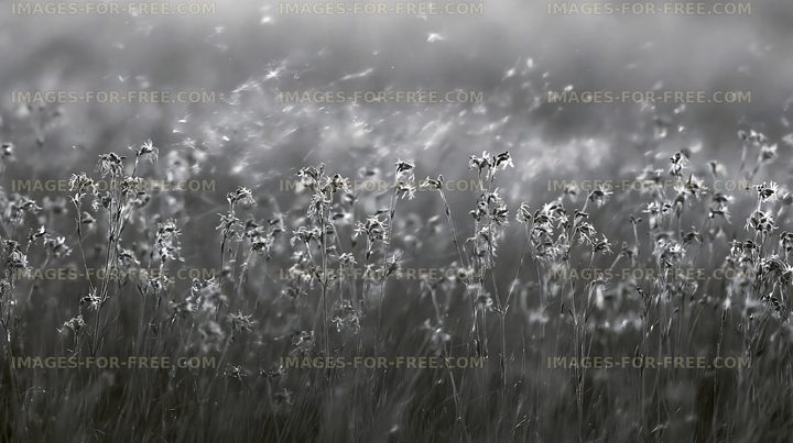 Black and white field of flowers swaying in the wind