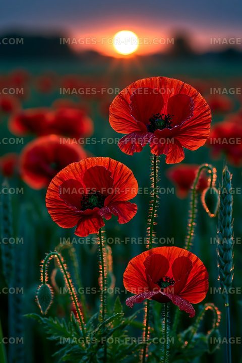 Red poppy flowers during sunset in a field