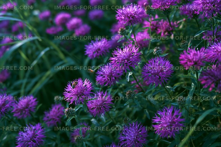 Vibrant purple flowers in a lush green garden