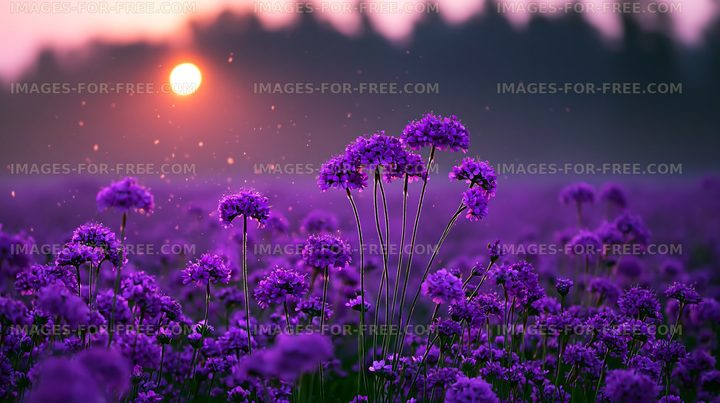 Purple flowers in a field during sunset