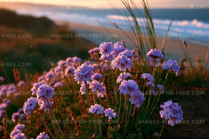 Flowers blooming by the ocean during sunset