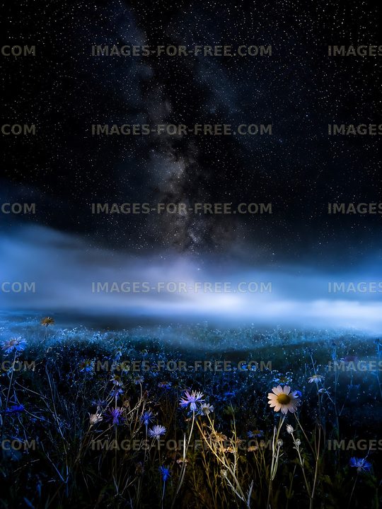 Flower field under a starry night sky in the distance