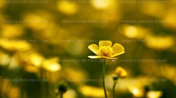 Yellow flowers bloom in a vibrant field under sunlight