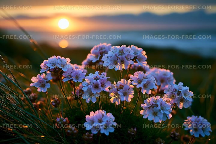 Sunset over blooming flowers by the coast