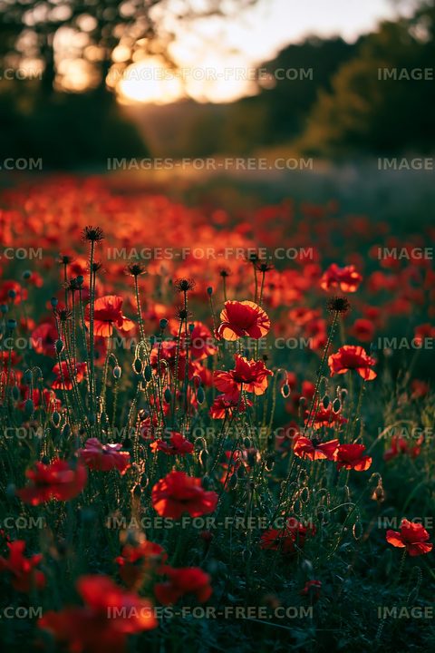 Red flowers in a field at sunset