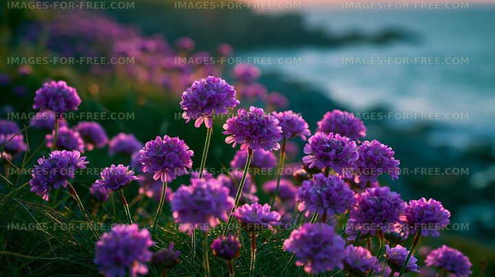 Vibrant purple flowers bloom near the ocean at sunset
