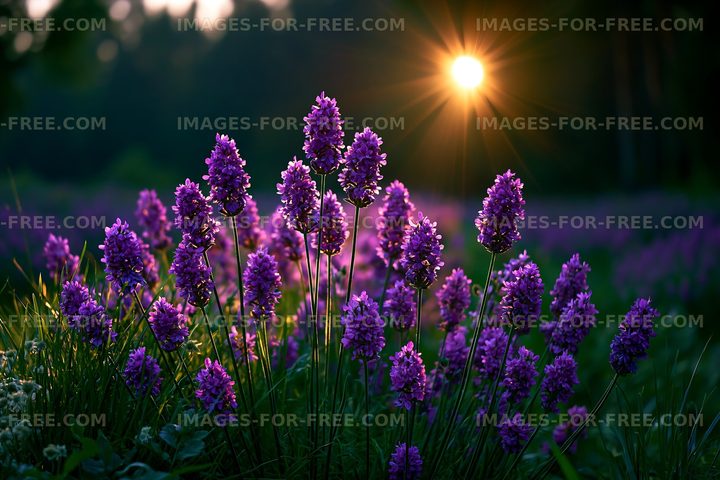 Sunset over purple flowers in a field