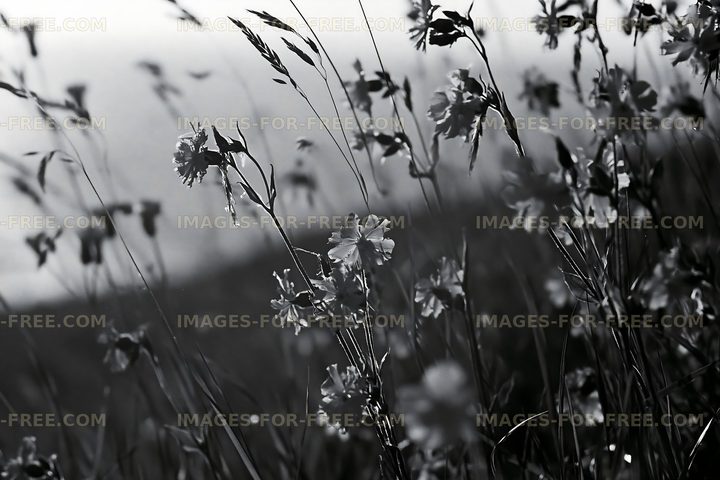 Black and white flowers swaying in the breeze