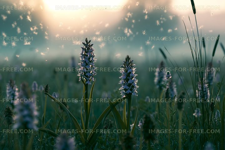 Wildflowers blooming at sunrise in a meadow