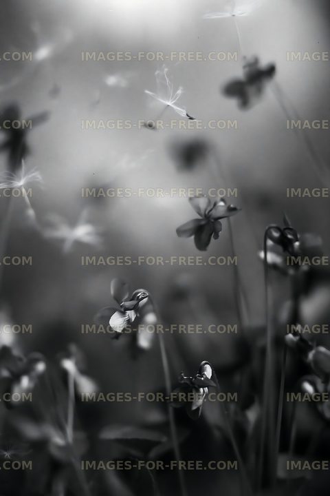 Flowers in black and white background with soft highlights