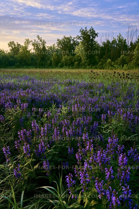 Violet flowers in a lush field during sunset
