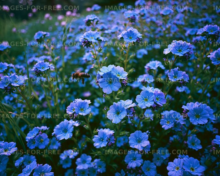 Blue flowers blooming in a field during daytime