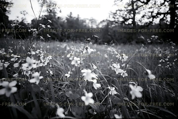 Wildflowers in a field with bees in black and white