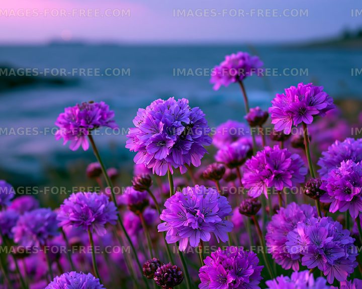 Purple flowers by the sea during sunset