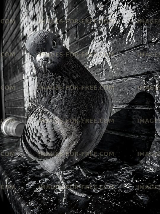 Pigeon standing on a wet surface with a weathered wall behind