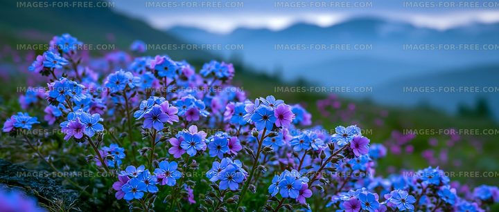 Vibrant flowers bloom in a mountain landscape at dusk