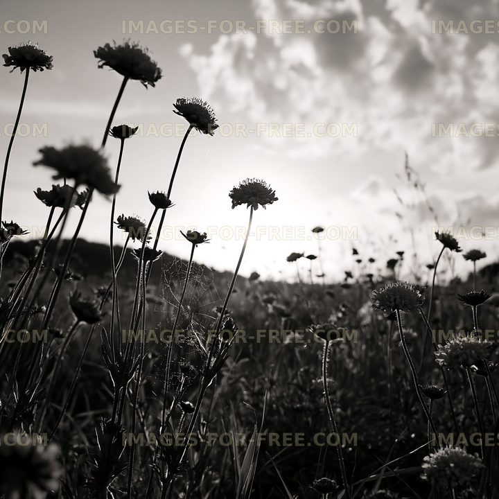 Silhouetted flowers against a sunset sky