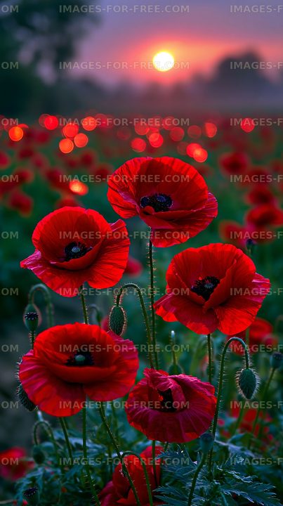 Bright red poppies blooming at sunset in a field