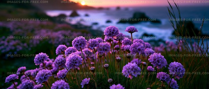 Purple flowers bloom near the ocean at sunset