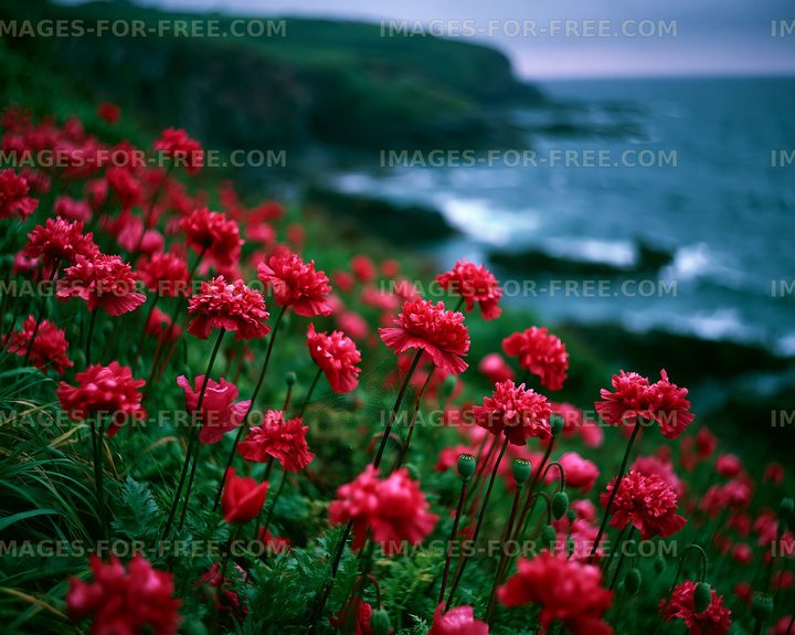 Red flowers along rocky coastline near the ocean